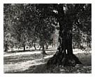 Olive Grove