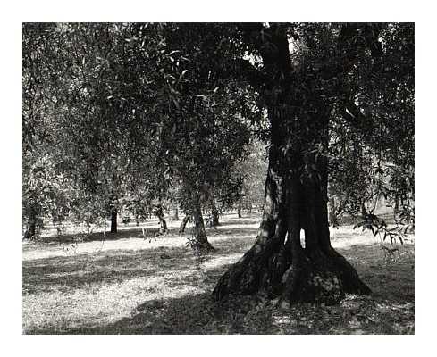 Olive Grove