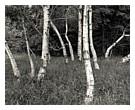 Birch Grove