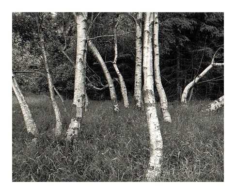 Birch Grove