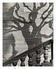 Tree Shadow