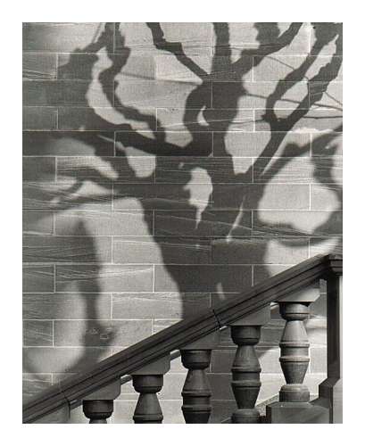 Tree Shadow