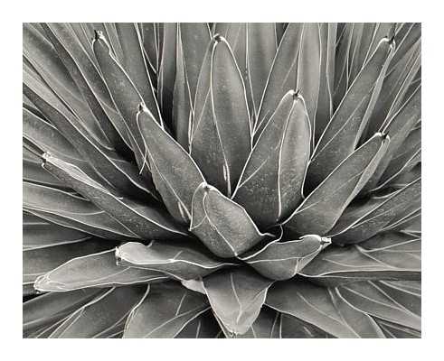 Agave, 1998