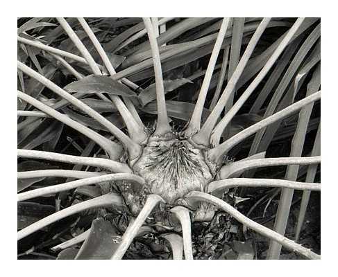 Palm Sprout