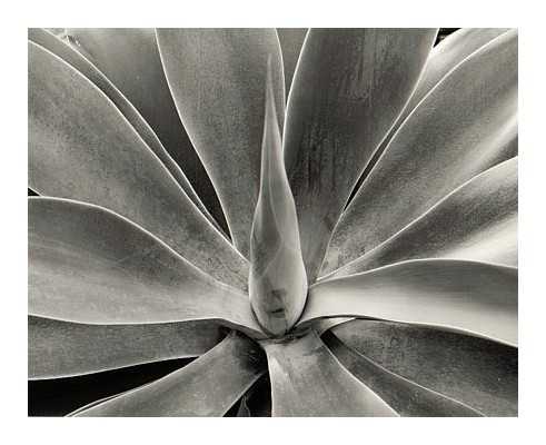 Agave, 1998