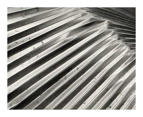 Palm Leaf