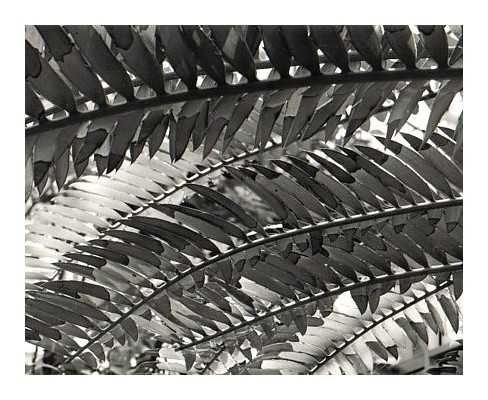 Palm Leaves