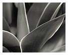 Agave