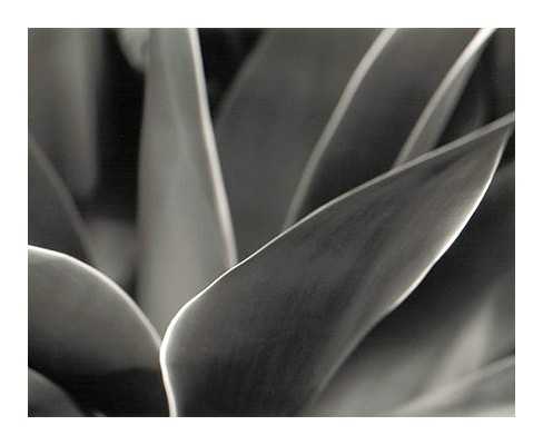 Agave