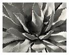 Agave