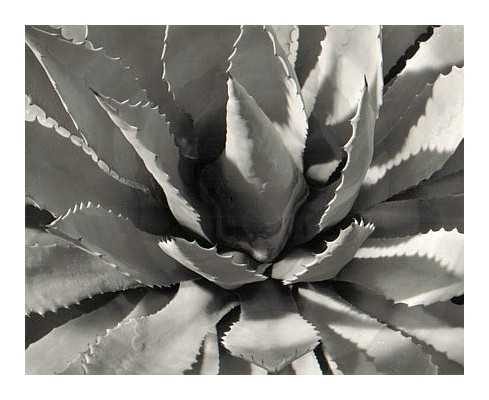 Agave