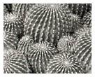 Cacti, 1998