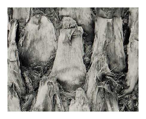 Palm Bark, 1998