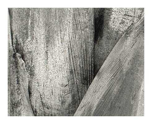 Palm Bark